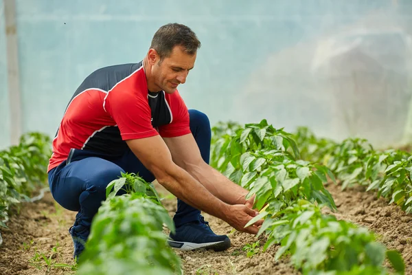 Agriculteur vérifiant sa plantation de poivrons — Photo