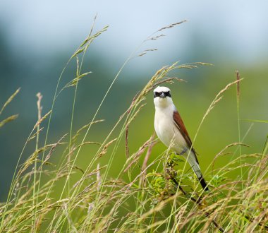 kırmızı sırt örümcek kuşu
