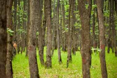 Yaz saati ormanda meşe ağaçları