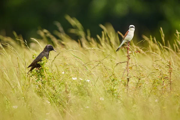 Starling and red backed shrike