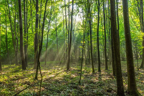 Lichtstrahlen im Wald — Stockfoto