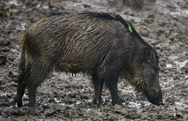 Hembra de cerdo salvaje —  Fotos de Stock