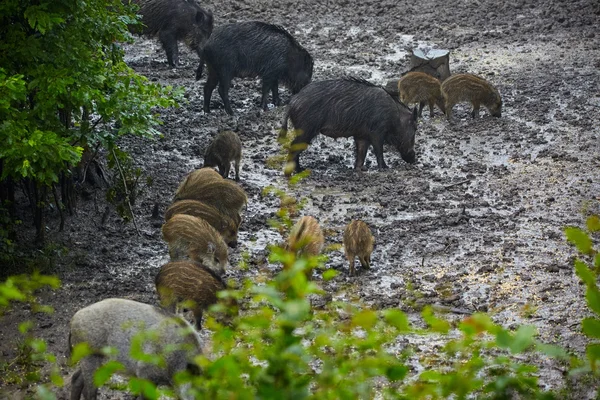 Figlie di maiale selvatico e suinetti che si nutrono — Foto Stock