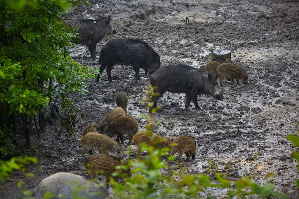 Suínos selvagens fêmeas e leitões que se alimentam — Fotografia de Stock