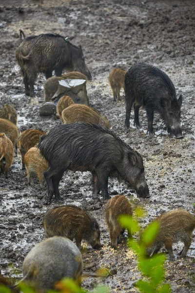 야생 돼지 암컷과 새끼 돼지 먹이 — 스톡 사진