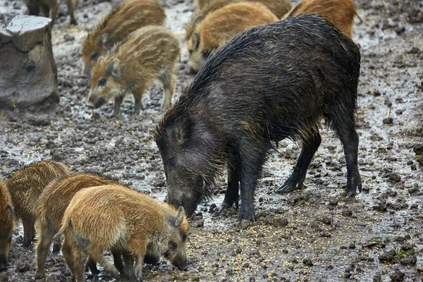 Porcs sauvages femelles et porcelets se nourrissant — Photo