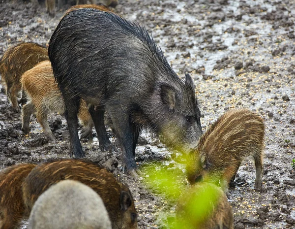 Porcs sauvages femelles et porcelets se nourrissant — Photo