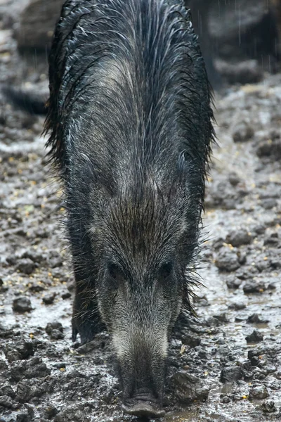 Vrouwelijke wild zwijn in de modder — Stockfoto