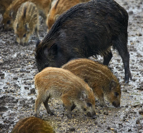 Wild hog female and piglets feeding