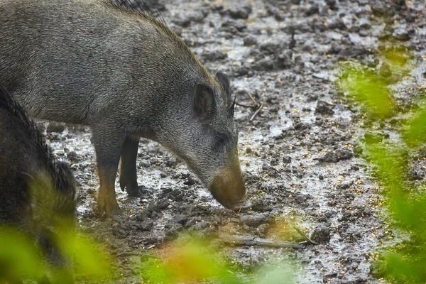 หมูป่าตัวเมียในโคลน — ภาพถ่ายสต็อก