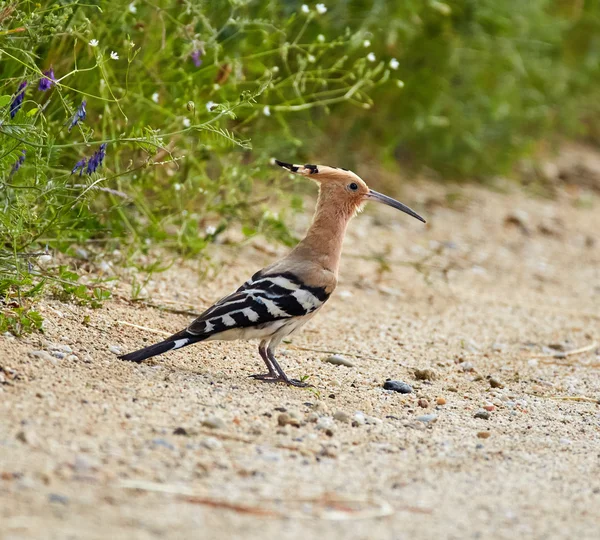 European Hoopoe bird — Stock Photo, Image