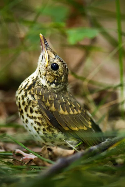 Baby song thrush on forest floor — Stock Photo, Image