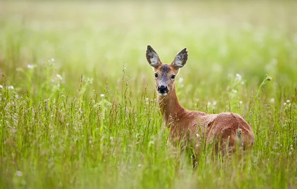 Doe em uma grama no campo — Fotografia de Stock