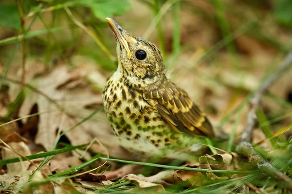 Bebé thrush canción en el suelo del bosque — Foto de Stock