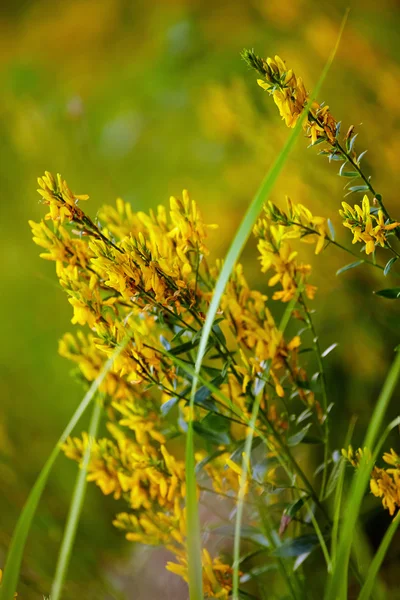 Common Sint janskruid — Stockfoto