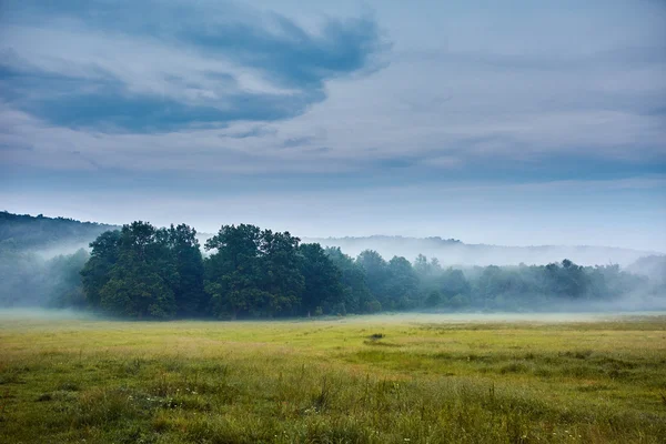 Mlha, zahrnující duby lesa — Stock fotografie