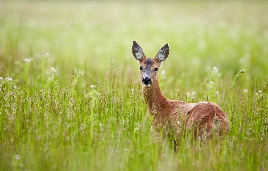 Corça Fotos de Stock, Corça Imagens sem royalties