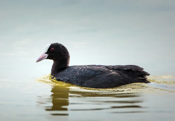 Eurasian coot på vatten — Stockfoto