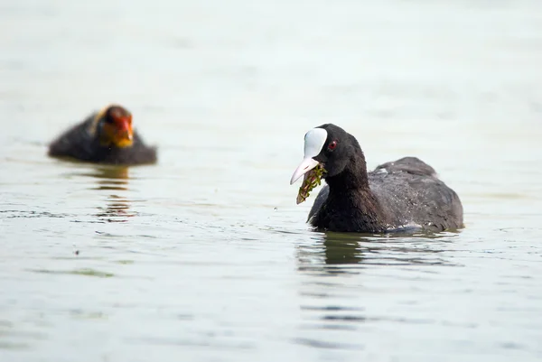 Eurasian coots on water — Stock Photo, Image