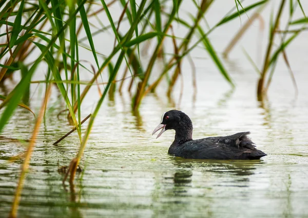 Eurasian coot on water — Stock Photo, Image