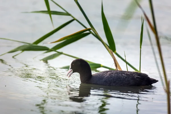 Euraziatische Meerkoet op water Stockfoto