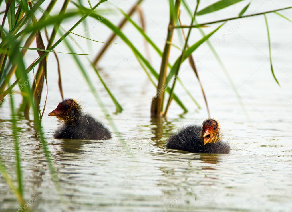 Babies Of Eurasian Coot Stock Photo By C Xalanx Babies Of Eurasian Coot Stock Photo By C Xalanx