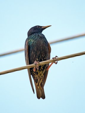 bir tel üzerinde ortak Starling