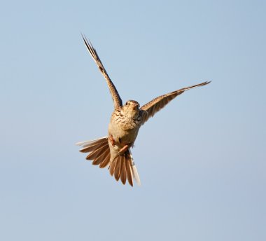 Woodlark mavi gökyüzü üzerinde uçuş