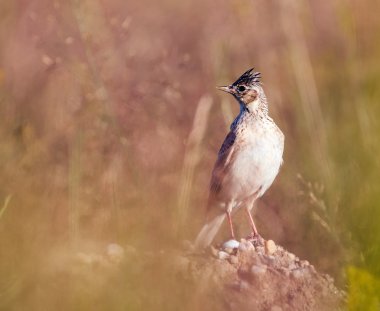 Otların arasında gizleme woodlark
