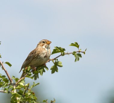 Mısır kiraz kuşu kuş 