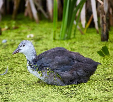 Juvenil Avrasya Sakarmeke 