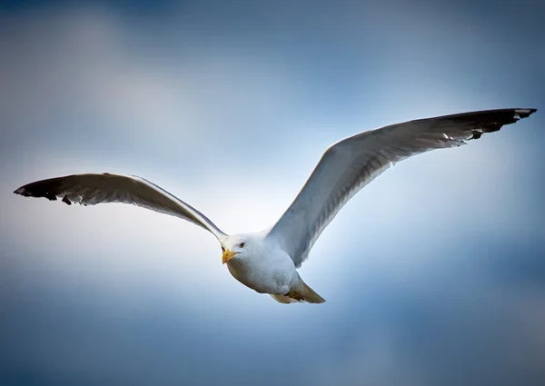 Чайка в полете над голубым небом — стоковое фото