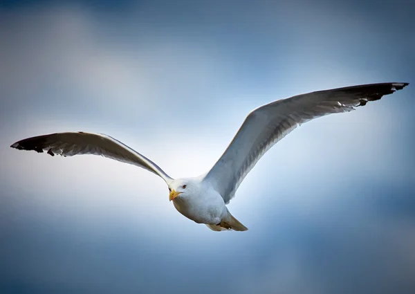 Gabbiano in volo sopra il cielo blu — Foto Stock