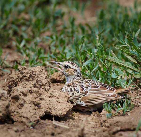 Bird trying to camouflage itself — Stock Photo, Image