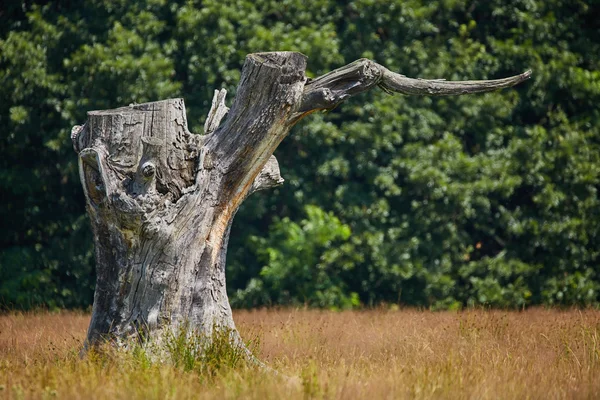 Nagy tölgyfa csonkját — Stock Fotó