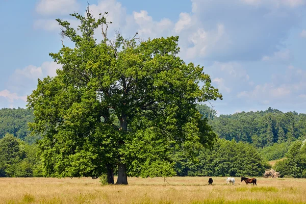 Cavalli vicino a una grande quercia — Foto Stock