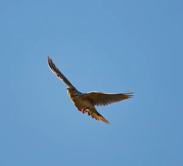 Woodlark under flygning över blå himmel — Stockfoto
