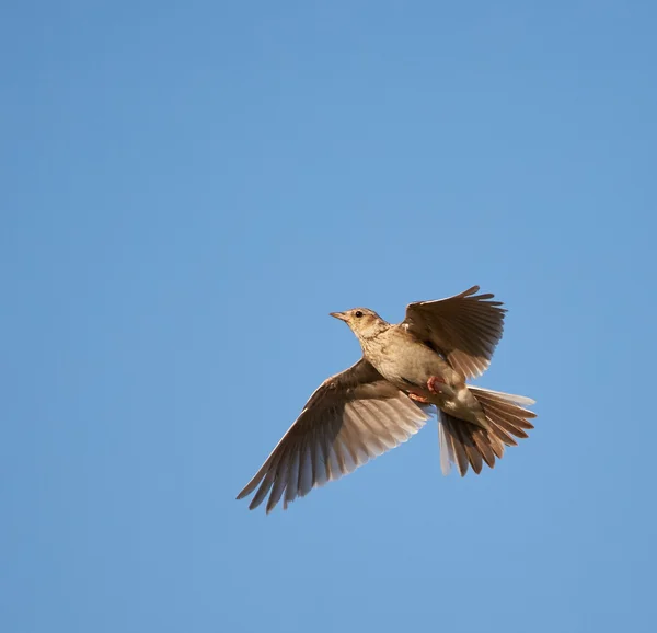 Woodlark  in flight over blue sky — Stock Photo, Image
