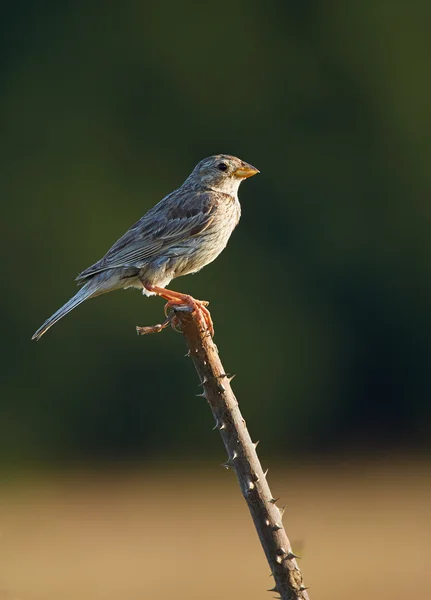 Uccello rapace — Foto Stock