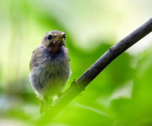 Juvenile blackbird on a twig — Stock Photo, Image