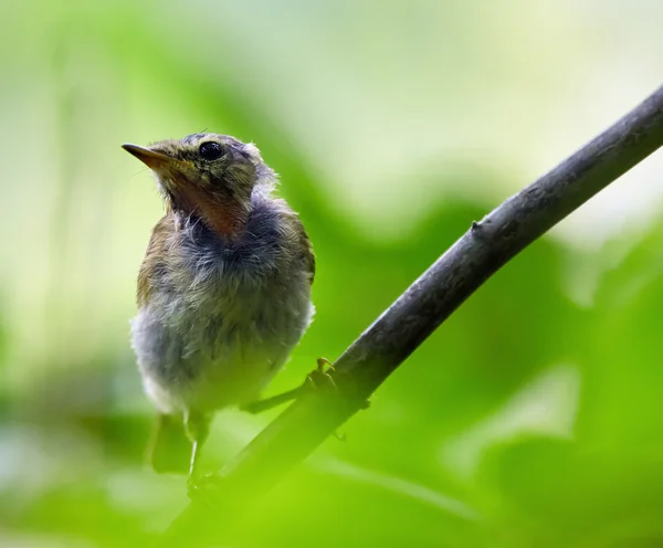 Juvenile blackbird on a twig — Stock Photo, Image