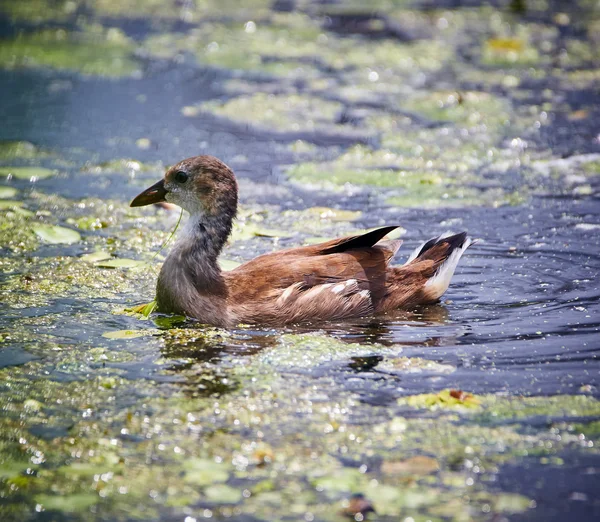 Chick dziecko Kokoszka — Zdjęcie stockowe