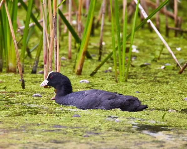 Eurasian coot on water — Stock Photo, Image