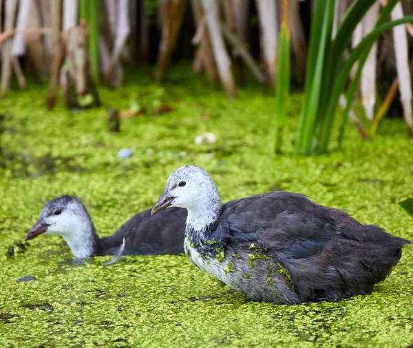 Juvenil eurasiática coots — Foto de Stock