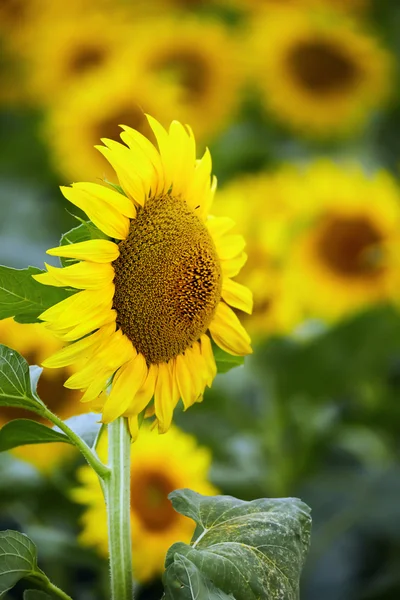 Sonnenblumenfeld bei Sonnenuntergang — Stockfoto