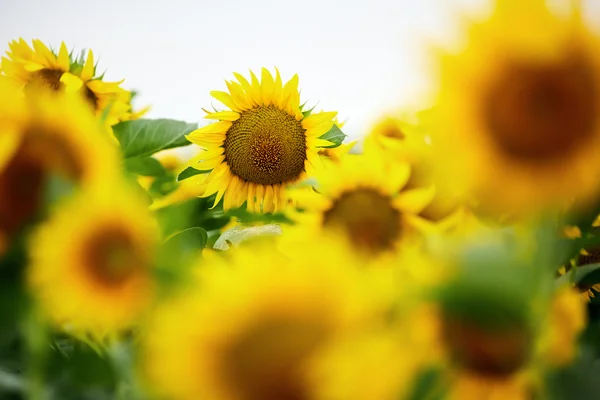 Champ de tournesols au coucher du soleil — Photo