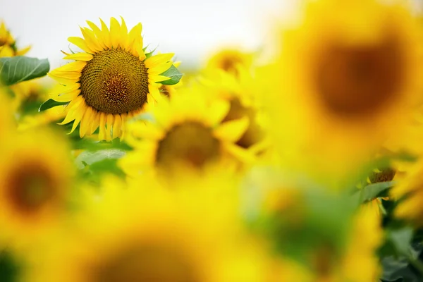 Champ de tournesols au coucher du soleil — Photo