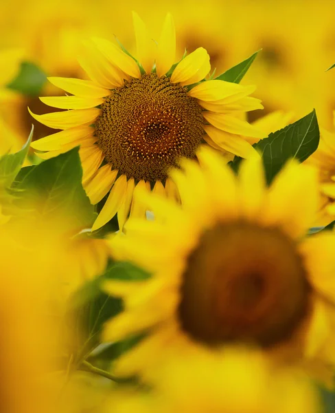 Champ de tournesols au coucher du soleil — Photo