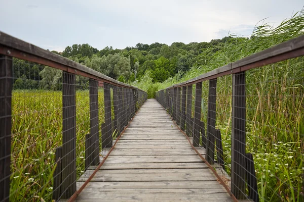 Ponte di legno vicino alla foresta — Foto Stock