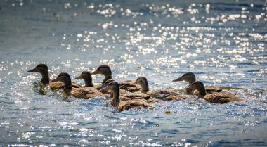 Wild ducks on the lake clipart